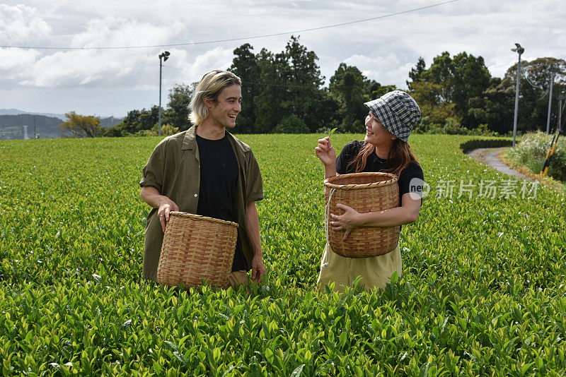 Japanese / english man and woman picking tea leaves in Japan - stock image